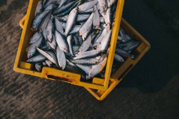 Отходы рыбы как вторсырье: особенности применения