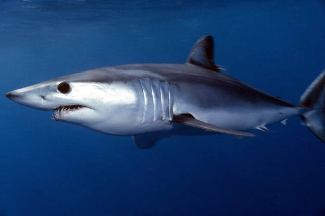 ТОП 10 наиболее кровожадных акул