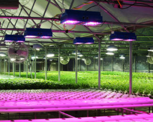 Семинар «Современные технологии освещения для выращивания агрокультур» 28 октября 2021 года